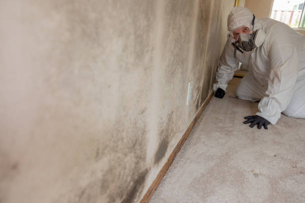  Coconut Creek, FL Mold Removal Pros